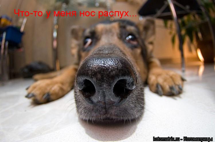 Котоматрица: Что-то у меня нос распух...
