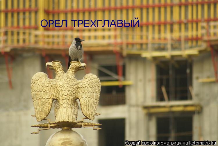 Котоматрица: ОРЕЛ ТРЕХГЛАВЫЙ
