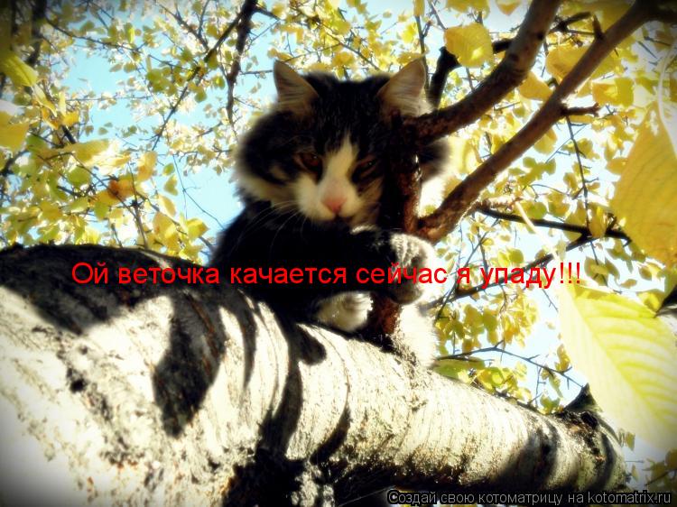 Котоматрица: Ой веточка качается сейчас я упаду!!!
