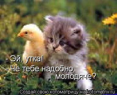 Котоматрица: - Эй, утка! - Чё тебе надобно, молодяче?