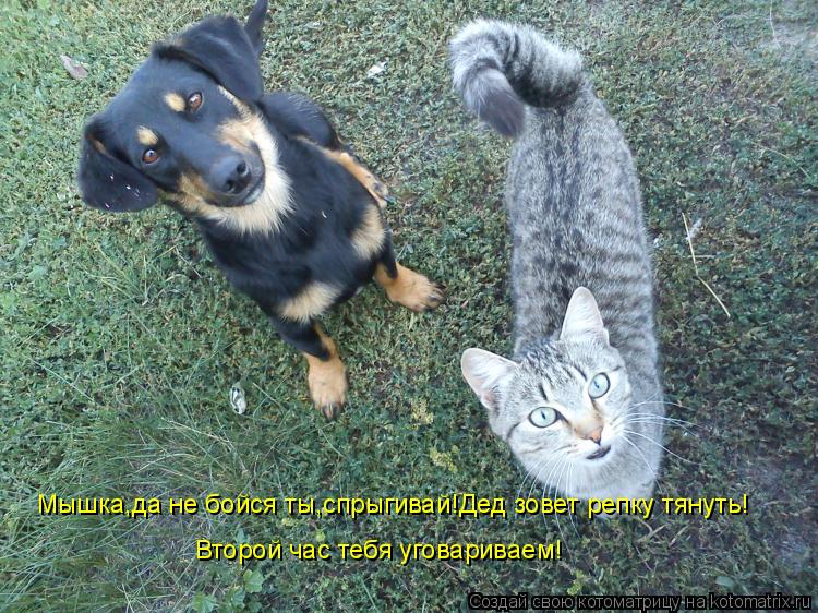 Котоматрица: Мышка,да не бойся ты,спрыгивай!Дед зовет репку тянуть! Второй час тебя уговариваем!