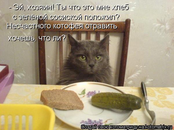 Котоматрица: - Эй, хозяин! Ты что это мне хлеб с зелёной сосиской положил? Несчастного котофея отравить  хочешь, что ли?