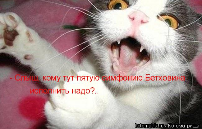Котоматрица: - Слыш, кому тут пятую симфонию Бетховина исполнить надо?..