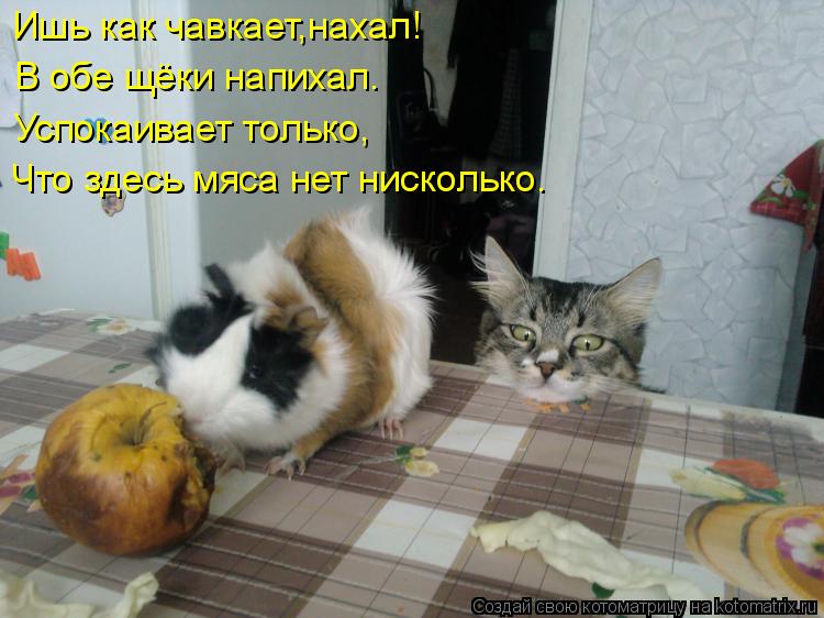 Ишь как чавкает,нахал! В обе щёки напихал. Успокаивает только, Что здесь мяса нет нисколько.... Котоматрица: Ишь как чавкает,нахал! В обе щёки напихал. Успокаивает только, Что здесь мяса нет нисколько.