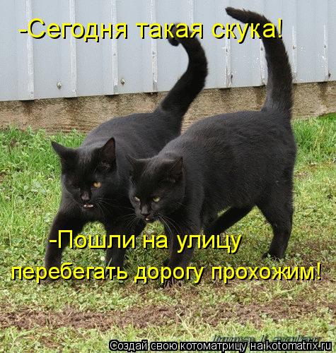 Котоматрица: -Сегодня такая скука! -Пошли на улицу  перебегать дорогу прохожим!