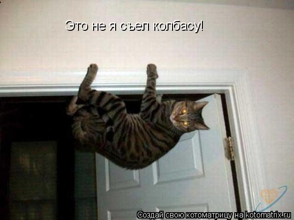 Котоматрица: Это не я съел колбасу! Это не я съел колбасу!
