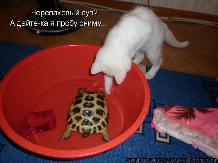Котоматрица: Черепаховый суп? А дайте-ка я пробу сниму...