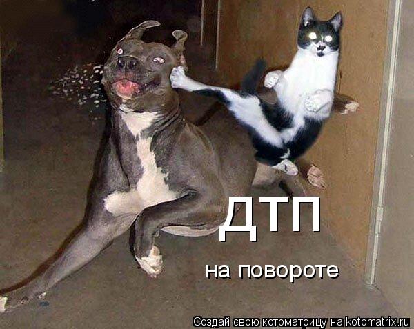 Котоматрица: дтп на повороте