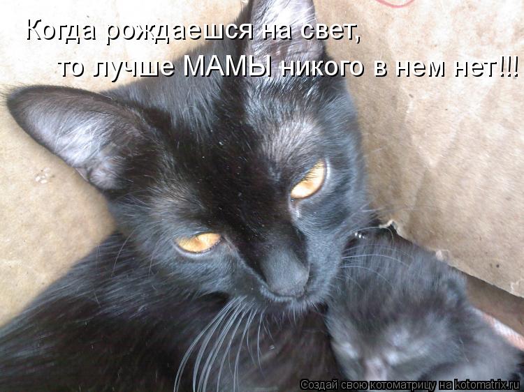 Котоматрица: Когда рождаешся на свет,  то лучше МАМЫ никого в нем нет!!!