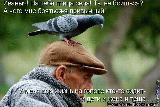 и дети,и жена,и тёща.... У меня всю жизнь на голове кто-то сидит- А чего мне бояться-я привычный! Ива... Котоматрица: и дети,и жена,и тёща.... У меня всю жизнь на голове кто-то сидит- А чего мне бояться-я привычный! Иваныч! На тебя птица села! Ты не боишься?