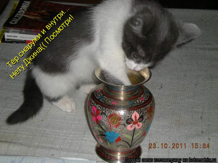 Котоматрица: Тёр снаружи и внутри... Нету Джина(( Посмотри!