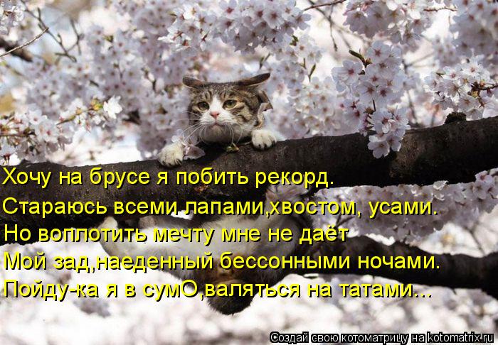 Стараюсь всеми лапами,хвостом, усами. Хочу на брусе я побить рекорд. Но воплотить мечту мне не даёт М... Котоматрица: Стараюсь всеми лапами,хвостом, усами. Хочу на брусе я побить рекорд. Но воплотить мечту мне не даёт Мой зад,наеденный бессонными ночами. Пой
