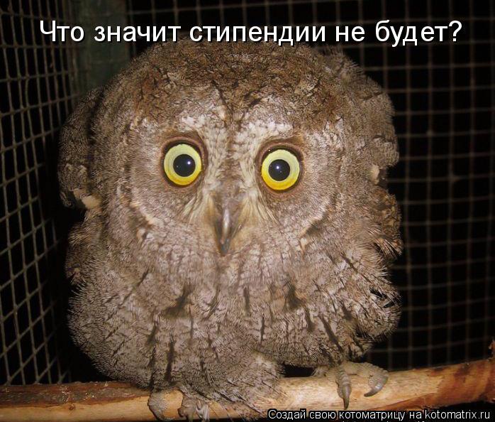 Котоматрица: Что значит стипендии не будет?