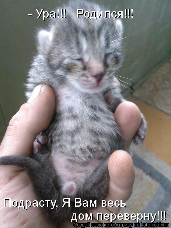 Котоматрица: - Ура!!!   Родился!!! Подрасту, Я Вам весь  дом переверну!!!