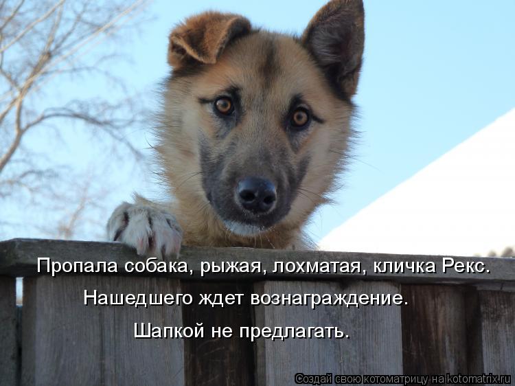 Котоматрица: Пропала собака, рыжая, лохматая, кличка Рекс. Нашедшего ждет вознаграждение. Шапкой не предлагать.