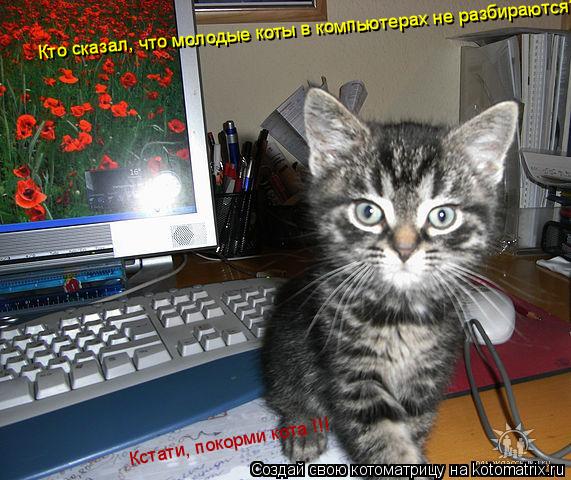 Котоматрица: Кто сказал, что молодые коты в компьютерах не разбираются? Кстати, покорми кота !!!