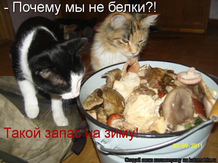 - Почему мы не белки?! Такой запас на зиму!... Котоматрица: - Почему мы не белки?! Такой запас на зиму!