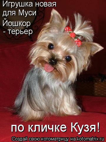 Котоматрица: Игрушка новая для Муси Йошкор  - терьер по кличке Кузя!