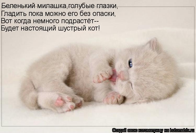 Котоматрица: Беленький милашка,голубые глазки, Гладить пока можно его без опаски, Вот когда немного подрастёт-- Будет настоящий шустрый кот!