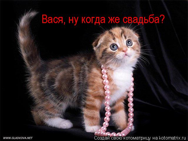 Котоматрица: Вася, ну когда же свадьба?