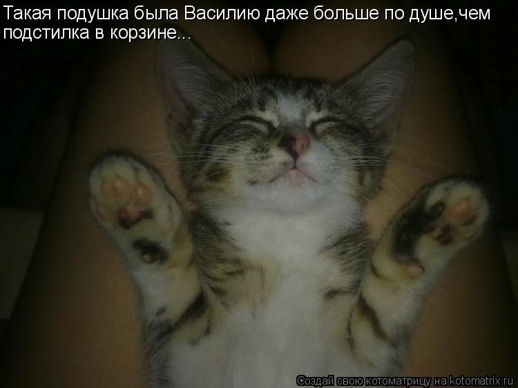 Котоматрица: Такая подушка была Василию даже больше по душе,чем подстилка в корзине...