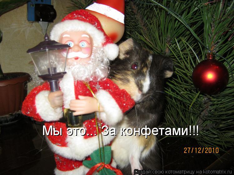 Котоматрица: Мы это... За конфетами!!!