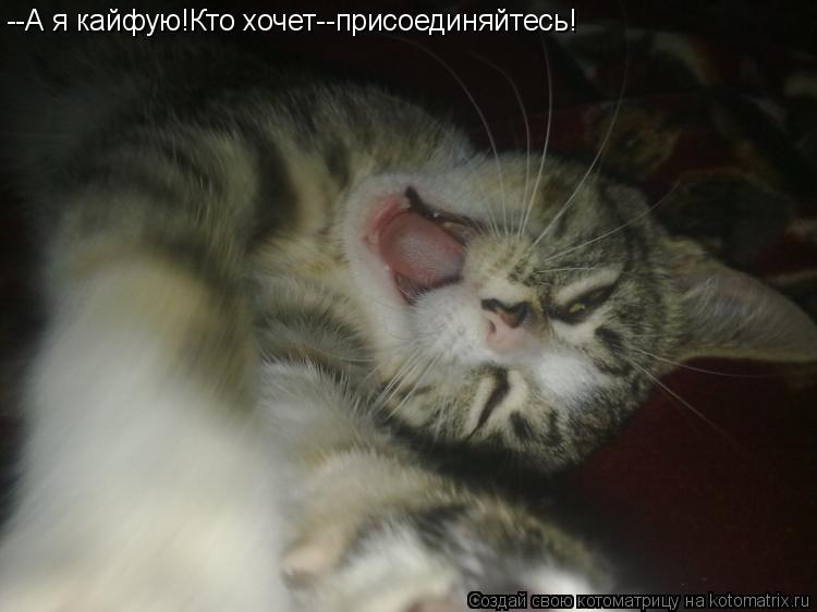 Котоматрица: --А я кайфую!Кто хочет--присоединяйтесь!