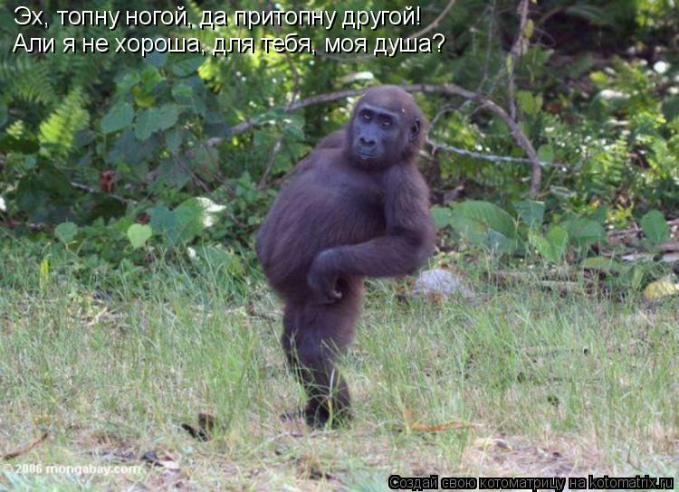 Котоматрица: Эх, топну ногой, да притопну другой! Али я не хороша, для тебя, моя душа?