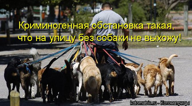 Криминогенная обстановка такая, что на улицу без собаки не выхожу!... Котоматрица: Криминогенная обстановка такая, что на улицу без собаки не выхожу!