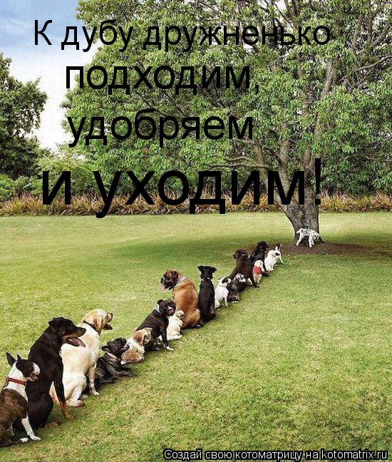 Котоматрица: К дубу дружненько подходим, удобряем и уходим!