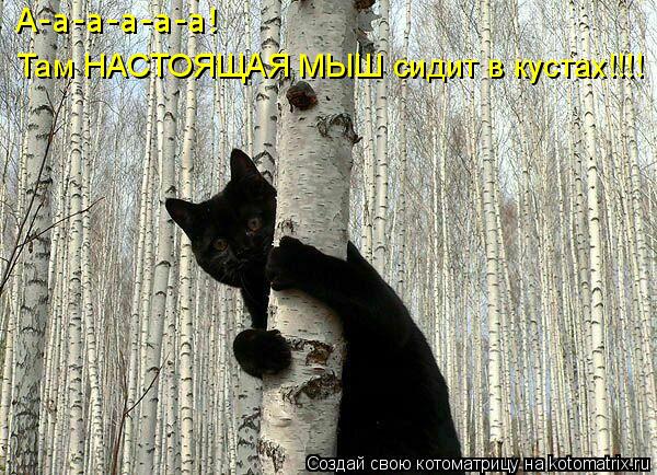 Котоматрица: А-а-а-а-а-а! Там НАСТОЯЩАЯ МЫШ сидит в кустах!!!!