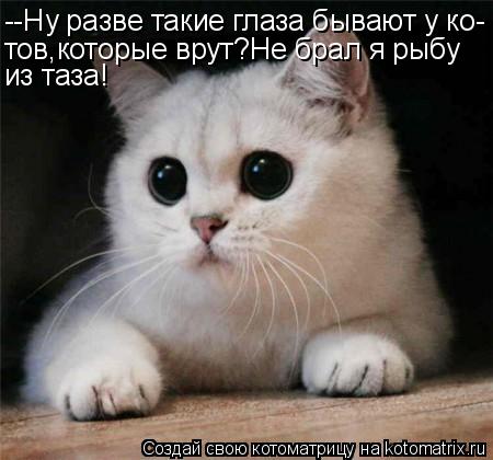Котоматрица: --Ну разве такие глаза бывают у ко- тов,которые врут?Не брал я рыбу из таза!