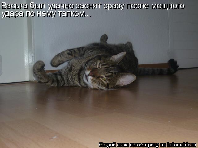 Котоматрица: Васька был удачно заснят сразу после мощного удара по нему тапком...