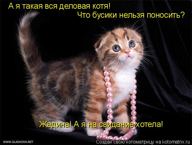 Котоматрица: А я такая вся деловая котя!  Что бусики нельзя поносить? Жадина! А я на свидание хотела!