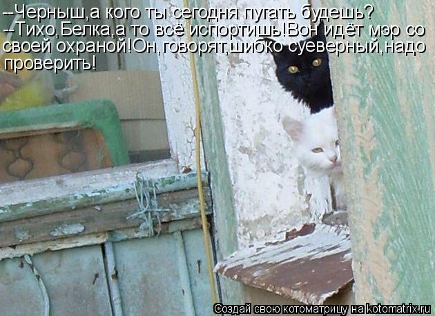 --Черныш,а кого ты сегодня пугать будешь? --Тихо,Белка,а то всё испортишь!Вон идёт мэр со своей охран... Котоматрица: --Черныш,а кого ты сегодня пугать будешь? --Тихо,Белка,а то всё испортишь!Вон идёт мэр со своей охраной!Он,говорят,шибко суеверный,надо провер