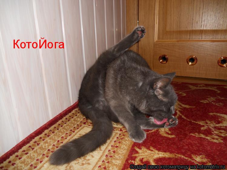 Котоматрица: КотоЙога