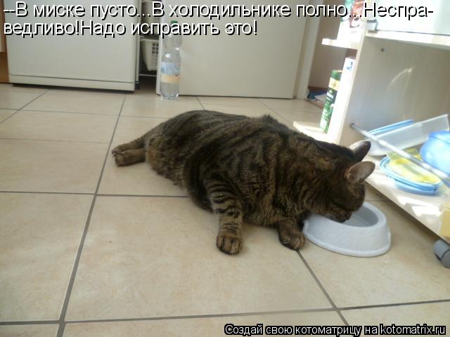 Котоматрица: --В миске пусто...В холодильнике полно...Неспра- ведливо!Надо исправить это!