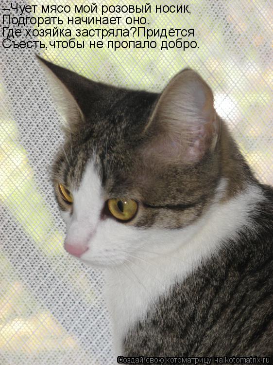 Котоматрица: --Чует мясо мой розовый носик, Подгорать начинает оно. Где хозяйка застряла?Придётся Съесть,чтобы не пропало добро.