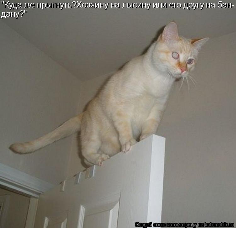 Котоматрица: "Куда же прыгнуть?Хозяину на лысину или его другу на бан- дану?"
