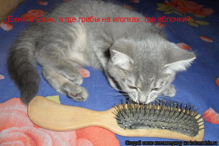 Котоматрица: Ежик, а Ежик, а где грибы на иголках, где яблочки?...