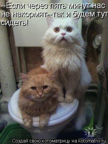 Котоматрица: --Если через пять минут нас не накормят--так и будем тут сидеть!