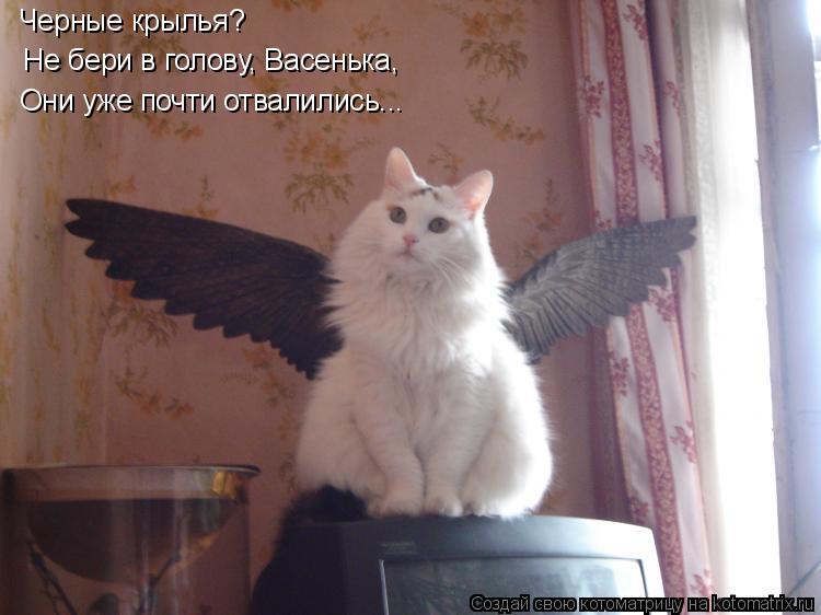 Котоматрица: Черные крылья? Не бери в голову, Васенька, Они уже почти отвалились...