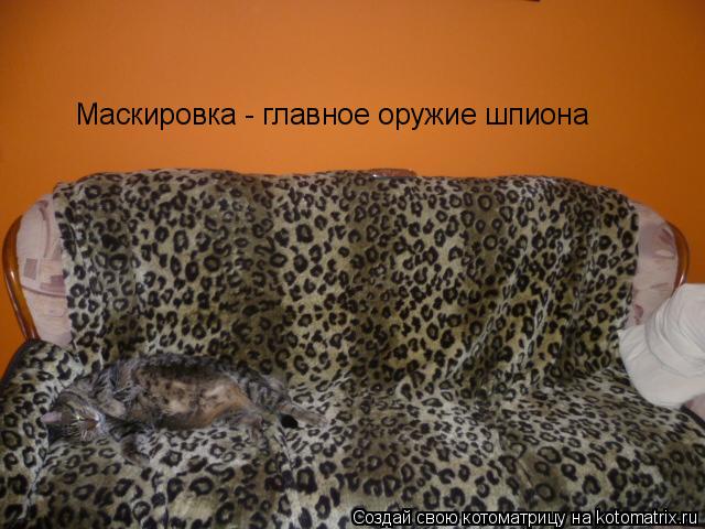 Котоматрица: Маскировка - главное оружие шпиона