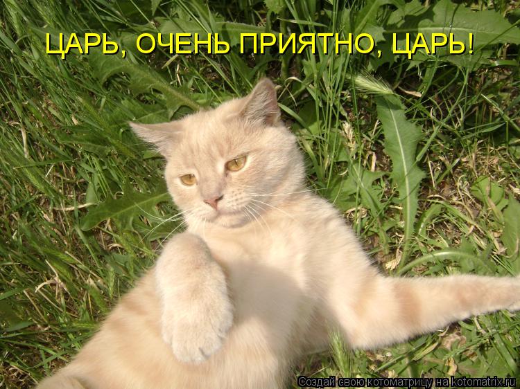 Котоматрица: ЦАРЬ, ОЧЕНЬ ПРИЯТНО, ЦАРЬ!