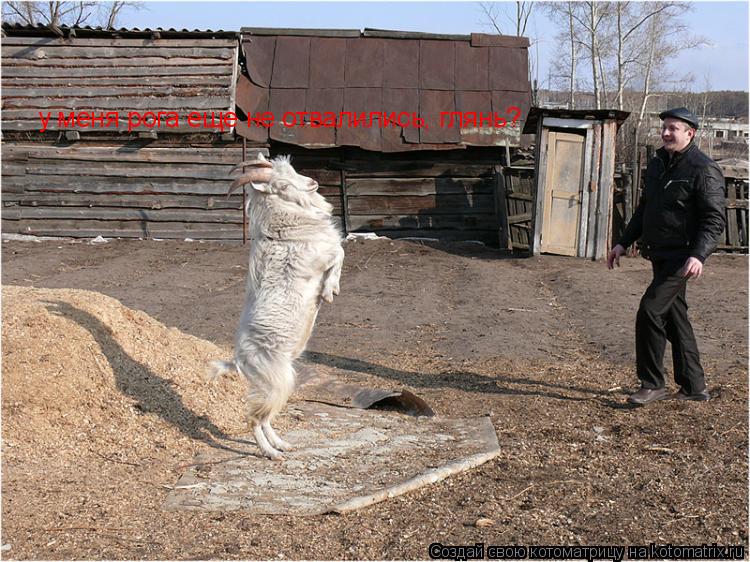 Котоматрица: у меня рога еще не отвалились, глянь?