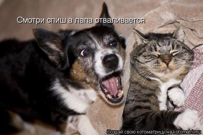 Котоматрица: Смотри спиш а лапа отваливается