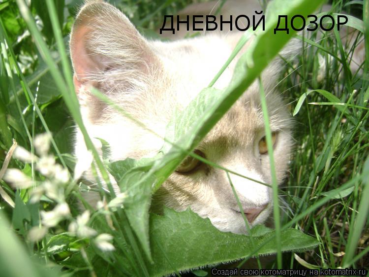 Котоматрица: ДНЕВНОЙ ДОЗОР