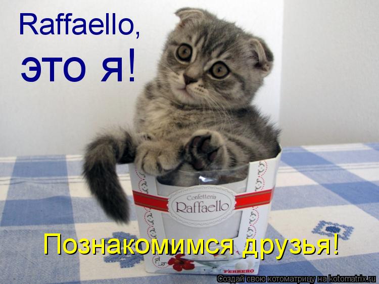 Котоматрица: Raffaello, это я! Познакомимся друзья!