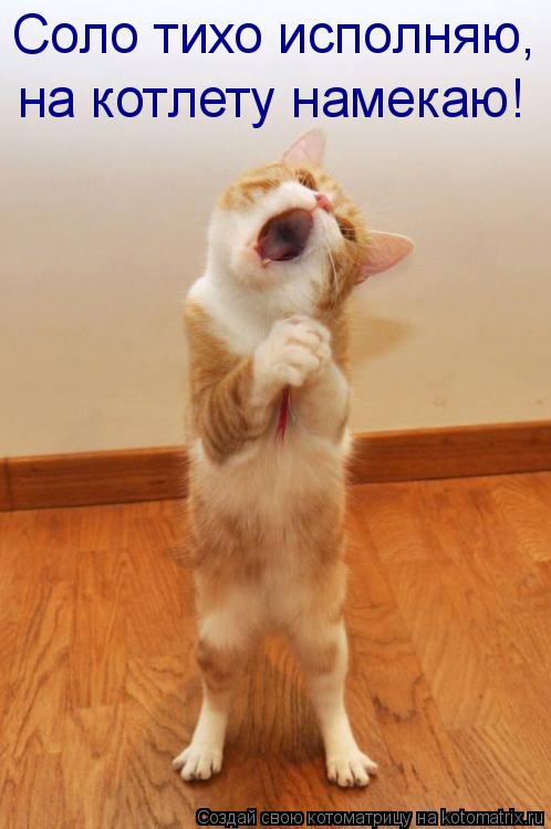 Котоматрица: Соло тихо исполняю, на котлету намекаю!