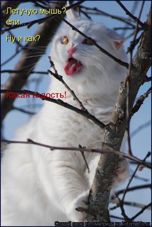 Котоматрица: Летучую мышь? ели... Ну и как? Какая гадость!